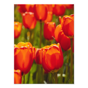 Impressão fotográfica de tulipas vermelhas.