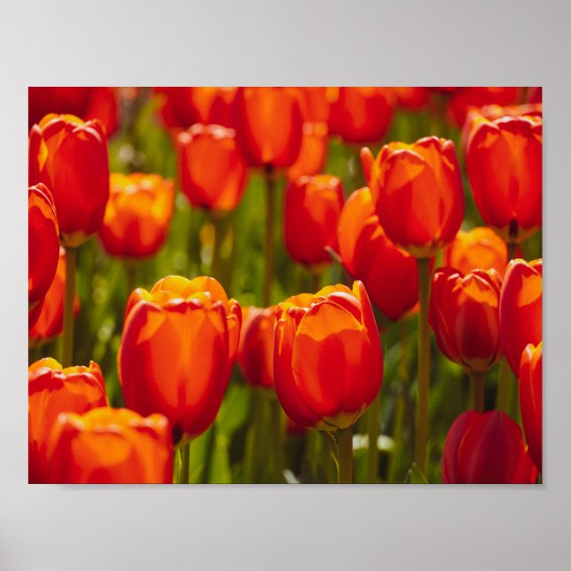 Impressão fotográfica de tulipas vermelhas. (Frente)
