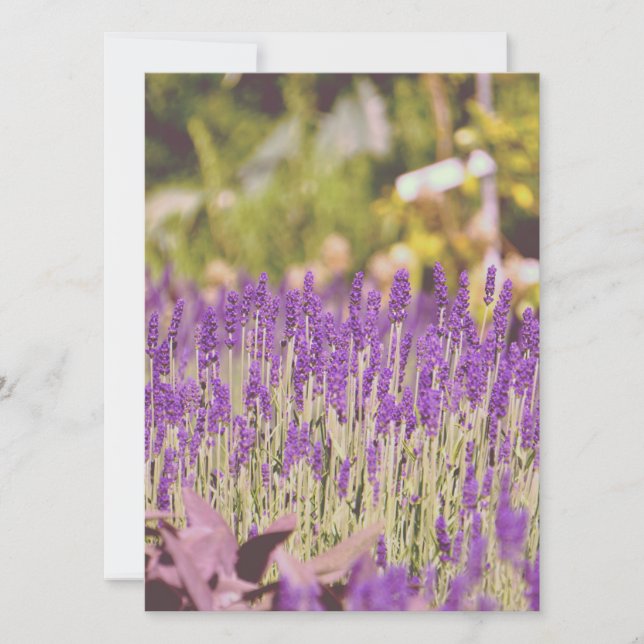 Impressão Fotográfica do Jardim de Lavanda (Frente)