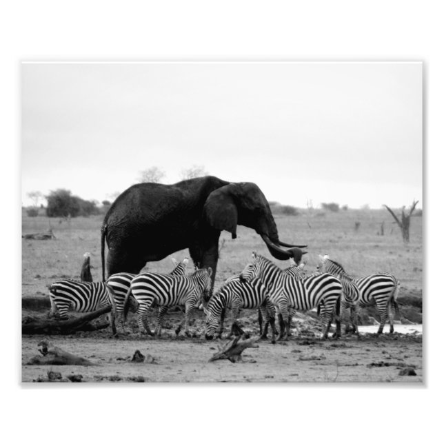 Impressão Fotográfica Elefante & Zebras (Frente)