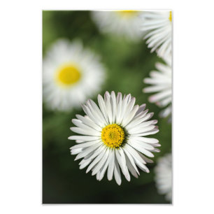 Impressão Fotográfica Flor de Margarida Fotografia