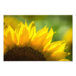 Impressão Fotográfica Girassol Floral Fotografia d