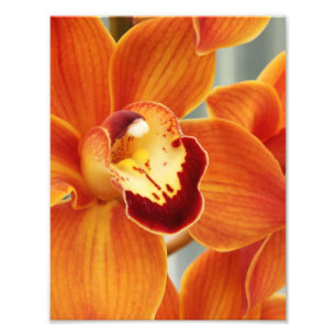 Impressão Fotográfica Orquídeas