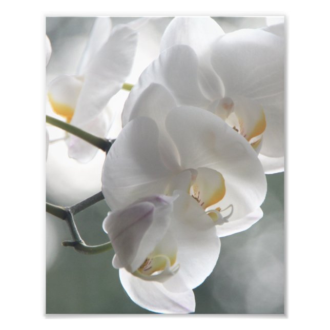 Impressão Fotográfica Orquídeas Brancas (Frente)