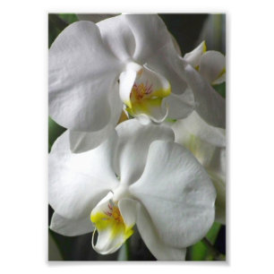 Impressão Fotográfica Orquídeas Brancas