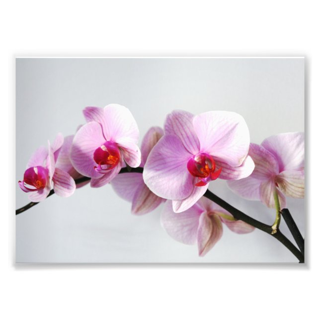 Impressão Fotográfica Orquídeas Rosa (Frente)