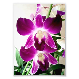 Impressão Fotográfica Orquídeas Roxas