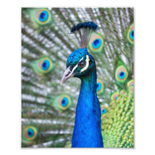 Impressão Fotográfica Pavão