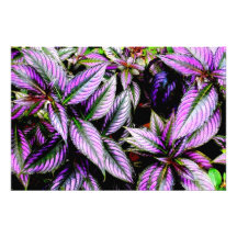 Impressão fotográfica 'Roxo'