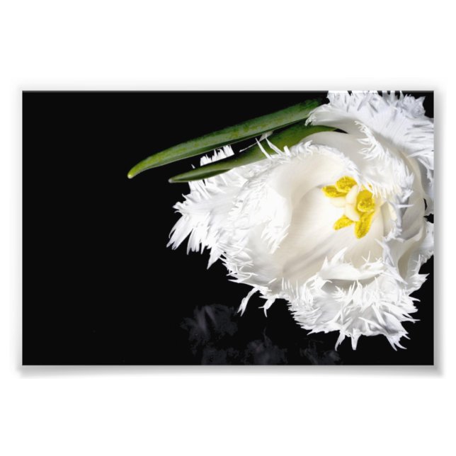 Impressão Fotográfica Tulipa (Frente)