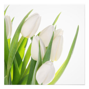 Impressão Fotográfica Tulipas Brancas