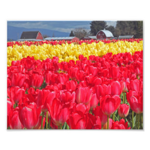 Impressão Fotográfica Tulipas Vermelhas & Amarelas