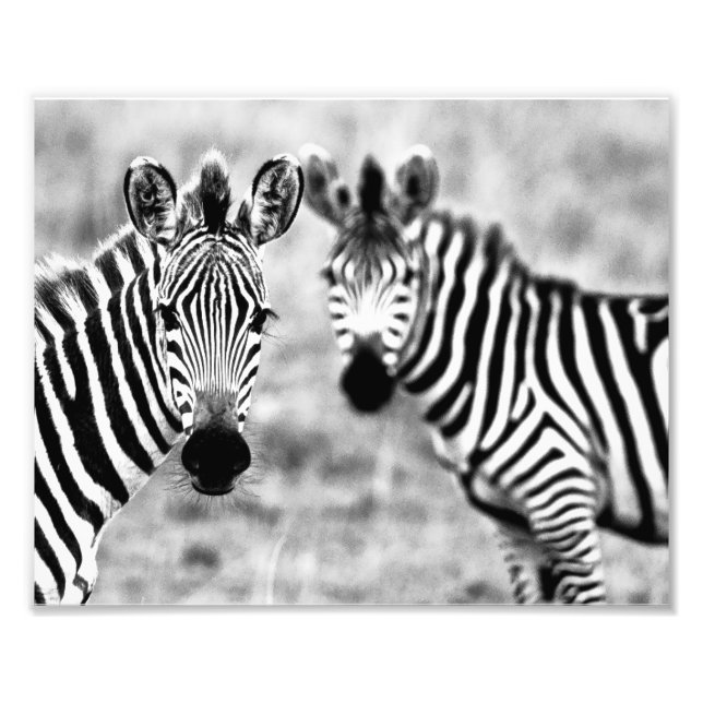 Impressão Fotográfica Zebras (Frente)