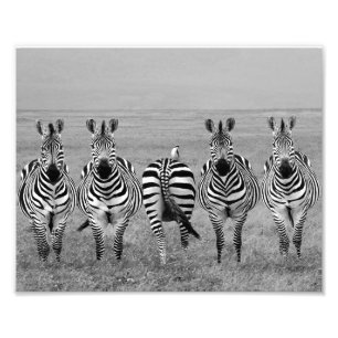 Impressão Fotográfica Zebras