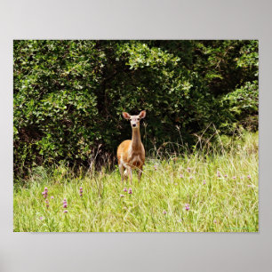 Impressão fotográfico da arte dos cervos selvage