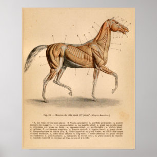 Impressão francês do vintage da anatomia do