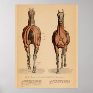 Impressão francês do vintage da anatomia do