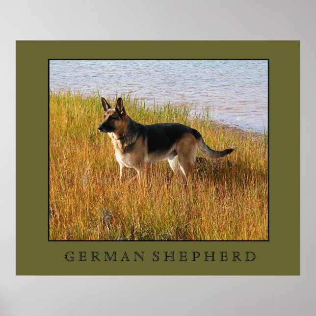 Impressão german shepherd (Frente)