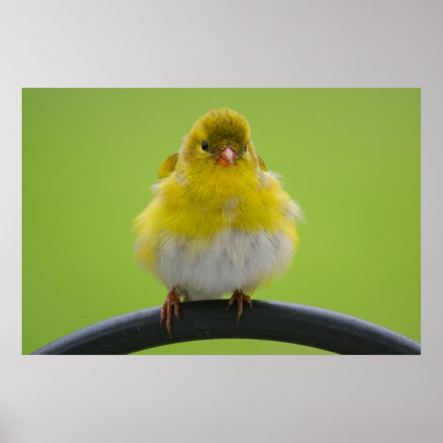 Impressão Goldfinch (Frente)