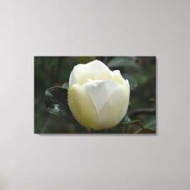 Impressão Grandiflora das canvas da magnólia