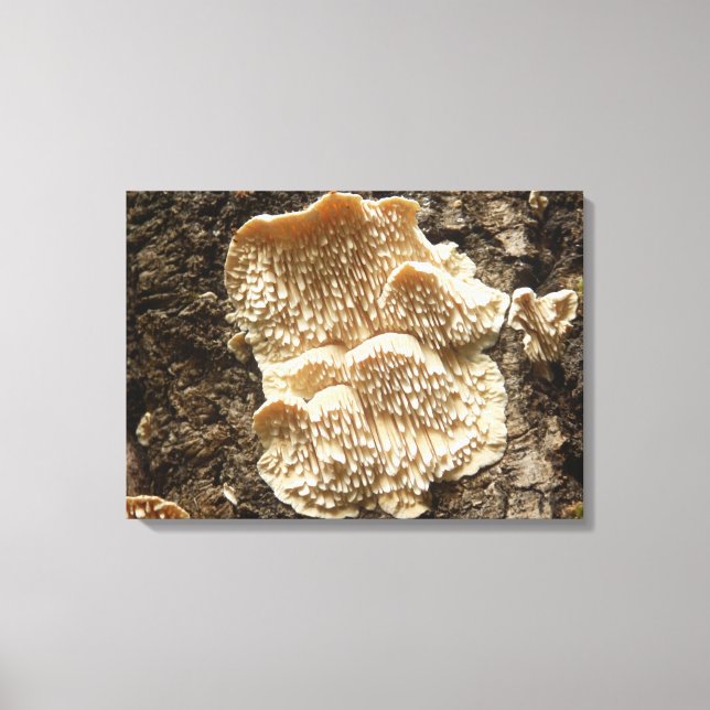 Impressão Hericium cirrhatum Mushroom (Frente)