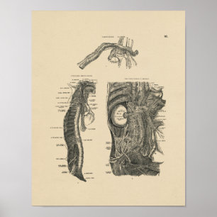 Impressão humano da anatomia 1880 dos nervos do