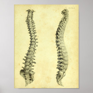 Impressão humano da anatomia da coluna 1824