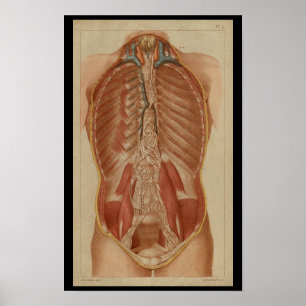 Impressão humano da anatomia do vintage da