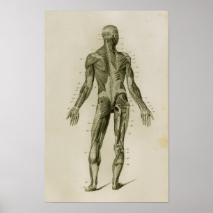 Impressão humano da anatomia do vintage do