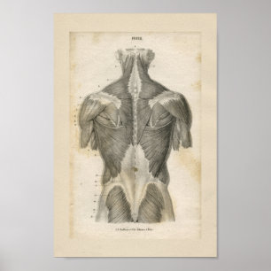 Impressão humano da anatomia do vintage do múscu