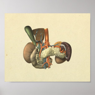 Impressão humano da anatomia dos órgãos interno