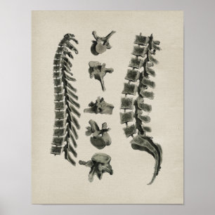 Impressão humano do vintage da anatomia da espinh
