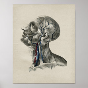 Impressão humano do vintage da anatomia de