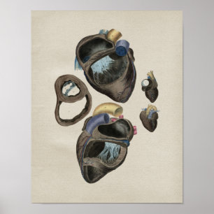 Impressão humano do vintage da anatomia do coraç