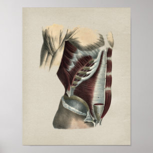 Impressão humano do vintage da anatomia dos