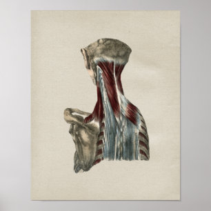 Impressão humano do vintage da anatomia dos