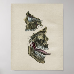 Impressão humano do vintage da anatomia dos nervo