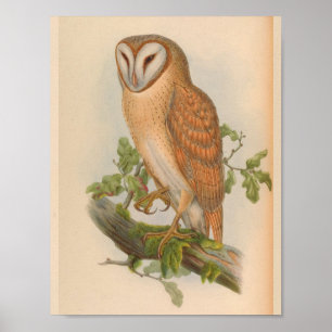 Impressão indiano da arte do pássaro do vintage 
