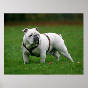 Impressão inglês do poster do buldogue