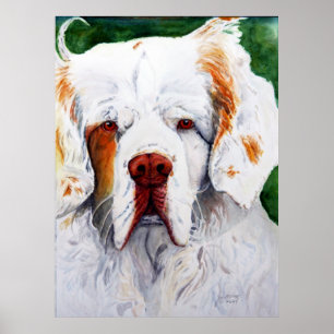 impressão - interesse - Spaniel de Clumber