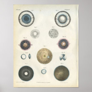 Impressão interno da anatomia do olho humano