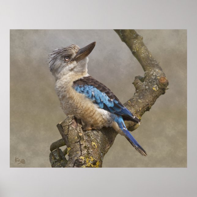Impressão Kookaburra (Frente)