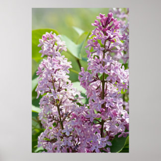 Impressão Lilacs P5390