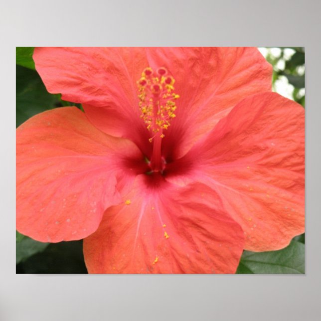 Impressão Macro Flor de Hibisco Laranja (Frente)