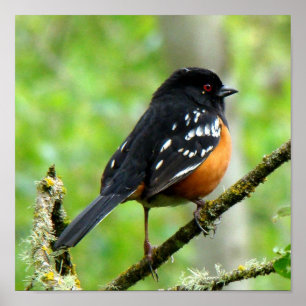 Impressão manchado do Towhee