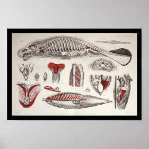 Impressão marinho da anatomia da biologia do