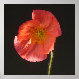 Impressão Matte - flor ascendente próxima