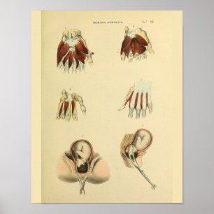 Impressão médico da arte da anatomia da
