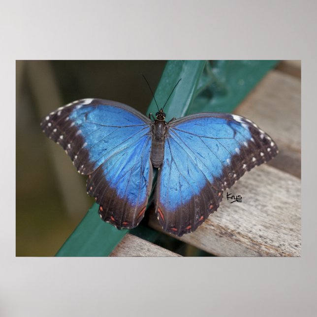 Impressão Morpho Azul (Frente)