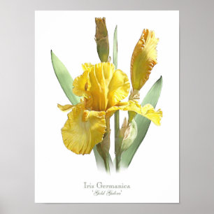 Impressão original amarelo da arte da íris farpa